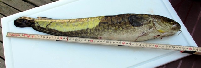 15.06.2013: Wunderschöne Aalrutte mit einer Länge von 57 cm und einem Gewicht von 1300 Gramm, gefangen von Romulus Stemate (Foto: Romulus Stemate).
